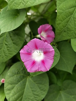 花,粉紅色,綠色