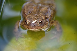 蟾蜍,母馬,動(dòng)物