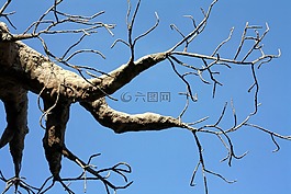 樹,手,手指