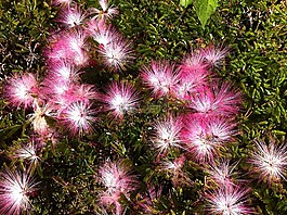 鮮花,光,自然