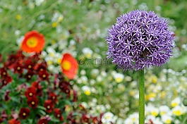 邁瑙,花壇,豐富多彩