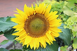太陽花,廠,夏季