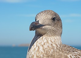 少年鷗,鳥,動物
