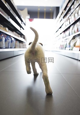 狗,店,運行