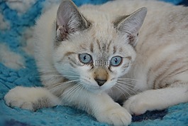 猫,国内动物,爪子越过了