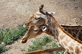 长颈鹿,脖子,动物