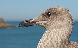 少年鷗,鳥,動物