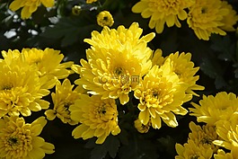 媽媽,鮮花,顏色