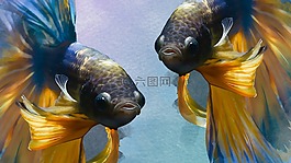 魚,水下,水族館