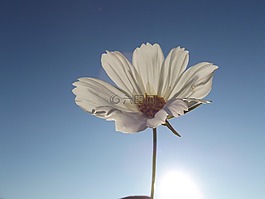 花卉,狗,春