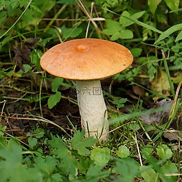蘑菇,蘑菇帽子,足部真菌