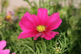 粉紅色的花,粉紅色,夏季