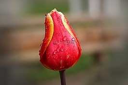郁金香,紅色,黃色