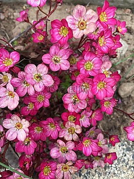 鮮花,花,花卉