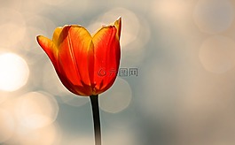 郁金香,紅色,黃色