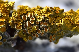 黃色,科,蘑菇