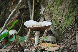 coulemelle,遮陽傘,木材