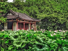 蓮花,花,葉子