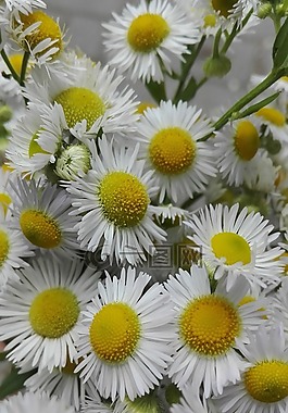 鮮花,性質(zhì),植物