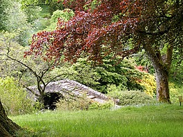 花園,植被,橋