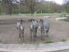 動物園,斑馬,室外外殼