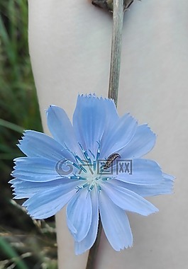 菊苣根,植物,鲜花