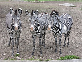 斑馬,動(dòng)物園,條紋