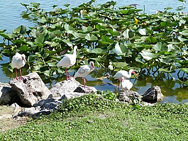 白色朱鷺,觀鳥,野生動物