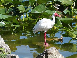 白色朱鷺,觀鳥,野生動物