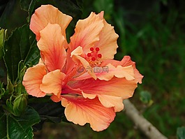 鮮花,性質(zhì),三文魚