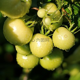 蕃茄,未成熟的,成长