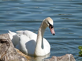 疣鼻天鵝,賞鳥,湖莫頓