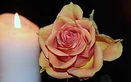 玫瑰,開花,玫瑰綻放