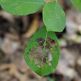 害虫,毛虫,蠕虫