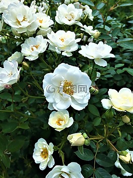 花壇,花,廠