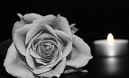 玫瑰,開花,玫瑰綻放