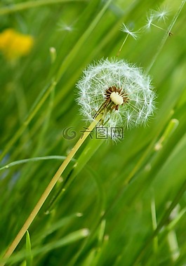 花,蒲公英,花卉