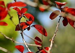 片,紅,綠色
