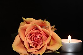 玫瑰,開花,玫瑰綻放