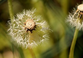 蒲公英,綠色,草