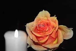 玫瑰,開花,玫瑰綻放