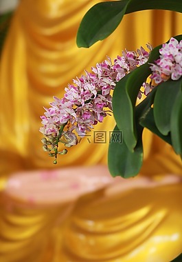 佛,禪宗,蘭花