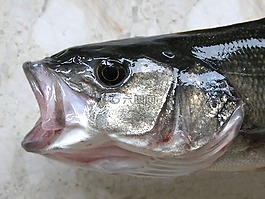 魚,狼,捕魚