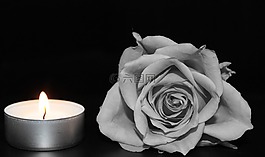 玫瑰,開(kāi)花,玫瑰綻放