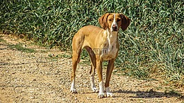 狗,vizla,棕色