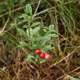 越橘,芬蘭野生漿果,石楠植物