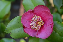 花,紫,開(kāi)花