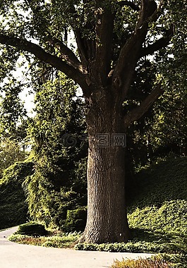 樹,部落,日志