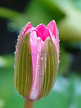 蓮花,粉紅,含苞