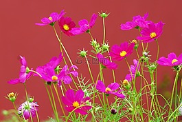 kosmea,开花,厂